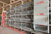 Battery Cage System For Poultry Farming