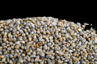 Pearl Millet