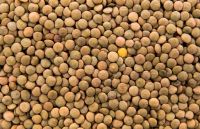 Green lentils