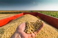 Soybean GMO