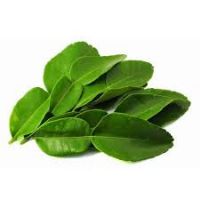 Malaysia Premium Tropical Freshly Picked Lime Leaf Highest Quality 100% Natural Wholesale Price
