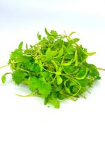 Malaysia New Season High Quality Frozen Baby Coriander Supplied From Malaysia With Best Price