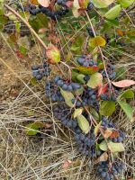 Aronia 