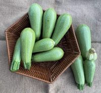 Hybrid Shorouq F1 Squash Seeds White Grey Squash Variety Luteseeds Middle East Squash Seeds Zucchini Seeds for Hot Climate
