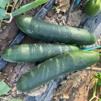 American Slicer Hybrid Cucumber Seeds for Open Field and Greenhouse high-yield cucumber seeds