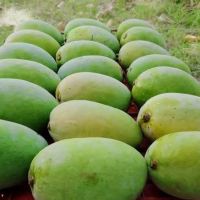 FRESH MANGOES From Pakistan