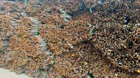 Vietnamese Split Cassia â�� High-Quality Cinnamon for Export