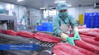 Frozen Yellowfin Tuna (Loin/Steak/Cube/Saku)