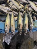 Frozen pacific mackerel