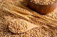 High Standard Wheat Grain For Food