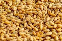 Reliable Wheat Supply For Global Food