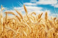 Premium Quality Milling Wheat for Global Export