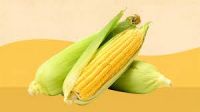 Food Grade Corn Grain For International
