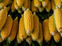 Premium Quality Yellow Corn for Global Export From Russia