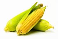 Bulk Supply of Export Quality Corn Grain From Russia