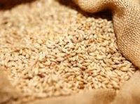 Natural Farm Harvested Wheat Grain Bulk