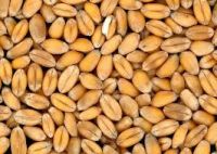 Agricultural Commodity Wheat Grain For Export
