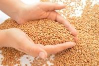 Agricultural Wheat Grain For Food Processing