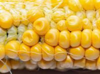 Premium Yellow Corn Grain For Bulk