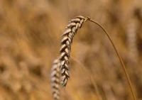 Farm Fresh Wheat Grain Bulk Export