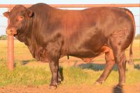 Premium Grass-Fed Beef â€“ Export