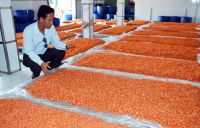 High-Quality Sun-Dried Shrimp from Vietnam - Best Price