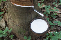 Latex HA liquid
