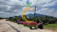 Fresh White-fleshed Dragon Fruit From