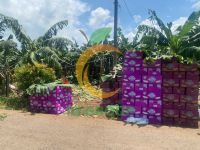 Fresh Cavendish Banana From Vietnam