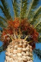 Phoenix Trees