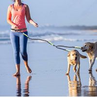Hands-Free Dual Dog Leash with Waist Belt - Shock-Absorbing Bungee for Two Dogs, Adjustable & Reflective, OEM Available From China