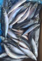 Mackerel