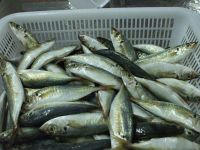 Horse Mackerel