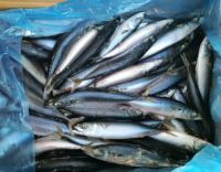Mackerel