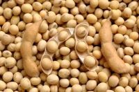 Yellow Soybeans