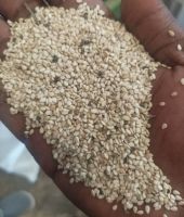 Sesame Seeds