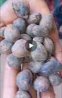 Shea Nut