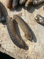 Premium Sea Cucumber