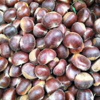 Sweet chestnuts From China