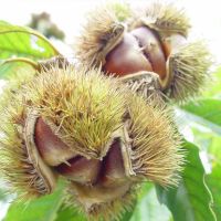 Fresh Chestnuts