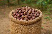 Chestnut