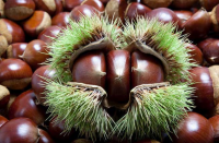Sweet And Fragrant Chestnuts