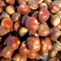 Fresh Sweet And Fragrant Chestnut