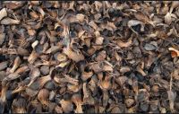 Palm kernel shells  From Nigeria