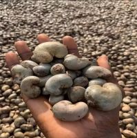 Cashew Nuts From Nigeria