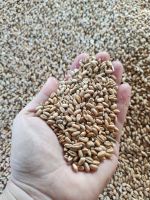 Milling Wheat Protein 12.50