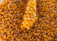 Yellow corn non GMO From Bulgaria