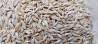Barley New Crop 2026