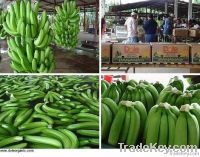 Fresh Green Bananas, Fruits At Best Prices