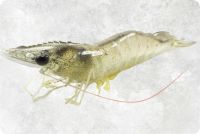 Frozen Shrimp